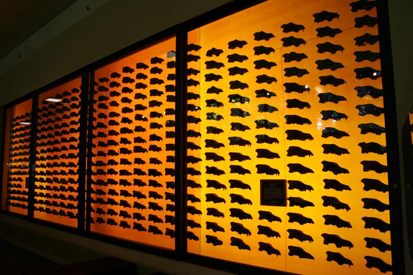 Wall display of Dire wolf skulls from the La Brea tar pits.
