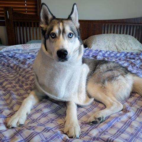 An Alaska husky with traditional markings ranging from white to black and icy blue eyes lounges on a bed. He's modeling a fluffy white scarf made from the fur from him and his fellow packmates. The scarf wraps around his neck, with the final swath showing off blocks of different yarns of thick to thin gauge, rakishly diagonal across his front. The husky is looking directly at the viewer, ears up and alert.