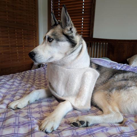 The same husky from the previous photo in profile, looking off to stage left. You can see that the scarf is wrapped multiple times around his neck, high up the back of his head, and ending with a wrap across his chest to rest on his left shoulder.
