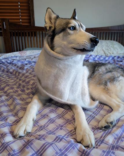 The husky again, from the front, but this time he's looking to stage right, towards a window out of view that is providing gentle side light. His lip has a little hitch where it is temporarily caught against his canine.