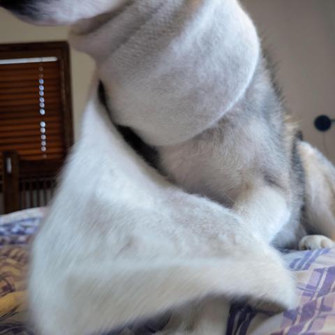 The husky has ended the photo session by getting up off the bed. The photographer has caught the underside of his chin and chest as the scarf starts to unwrap in a blurry streak.