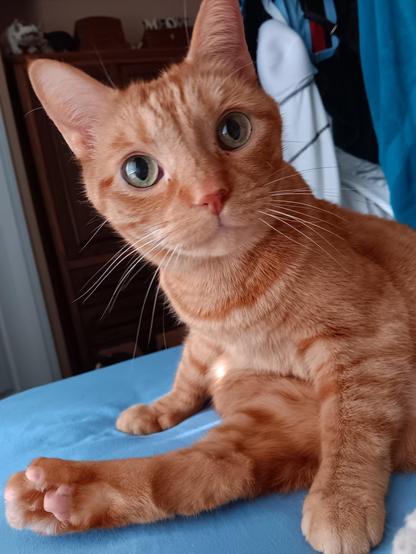 A ginger cat sits on a bed with one hind foot sticking out front from underneath him, as if he had bee washing himself. He looks into the camera with his large eyes.