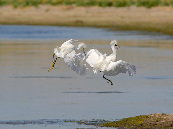 A Snowy Egret chasing after another Snowy Egret above a lake