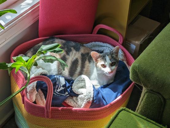 Calico kitten looking up from a basket of blankets