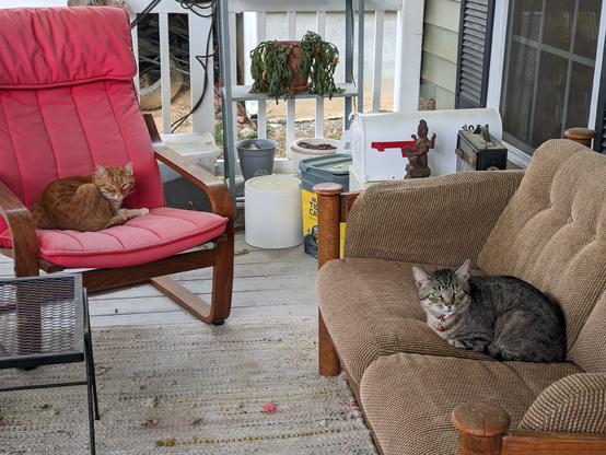 Two tabbycats sitting on the porch