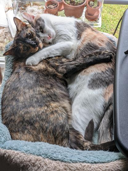 Calico and tortoise shell kittens cuddling