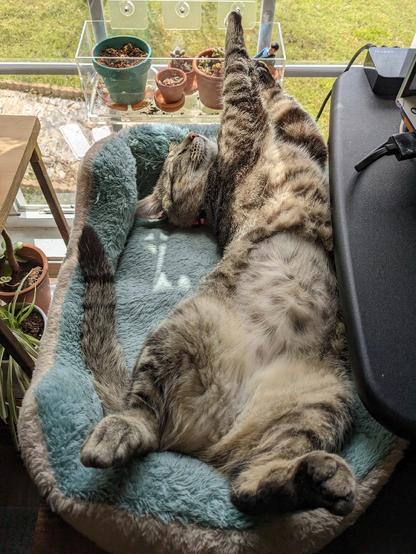 Extremely relaxed brown tabby sleeping on his back