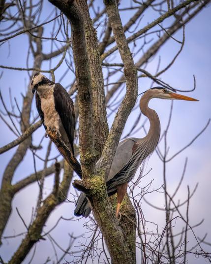 A photo of an Osprey and a Great Blue Heron perched close to each other in the same tree, one looking left, one looking right.