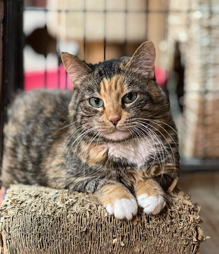 A beautiful tortoiseshell cat with striking green eyes and a mix of brown, black, and orange fur is comfortably resting on a textured surface. C