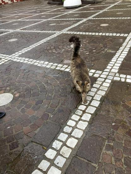 A fluffy brown-grey kitty coming towards me on the wet pavement.