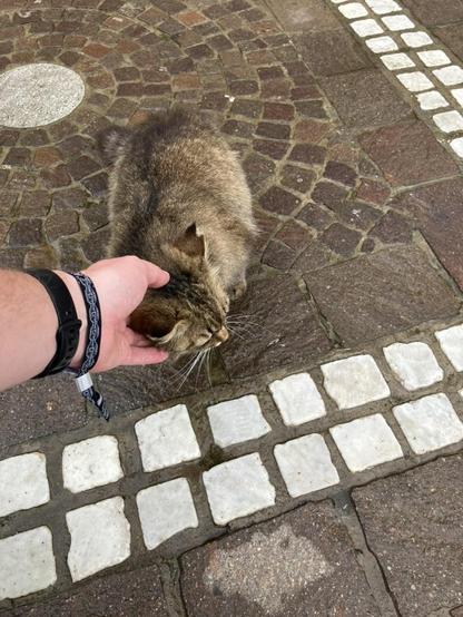 The kitty is getting scritches from me.