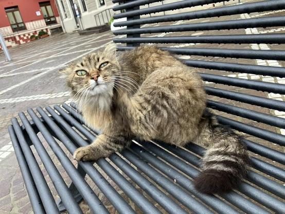 The kitty is sitting on the bench next to me and scratching her neck with her hind paw.