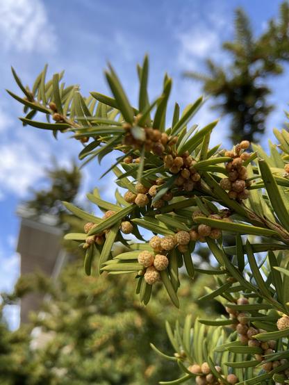 A yew branch with little flat green needles against blue sky. There are several clusters of yew flowers, little brown nondescript things about the size of coriander seeds...