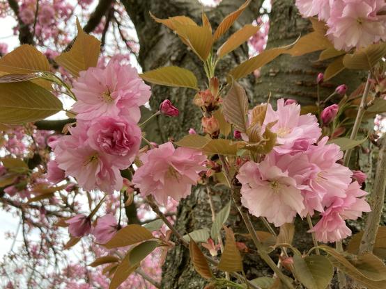 Rosa Baumblüte mit Baumstamm.