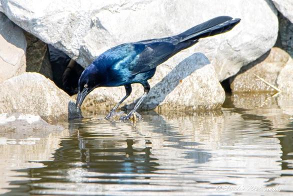 This captivating image portrays a boat-tailed grackle foraging on a bank of rocks along a serene bayou. The bird's shimmering, iridescent blue-black feathers stand out vividly against the muted tones of the rocks and water. Its posture suggests intent focus, as though it is scanning for food or savoring the natural surroundings. Adding to the allure is the subtle reflection of the grackle in the water, creating a harmonious balance between the bird and its tranquil environment.