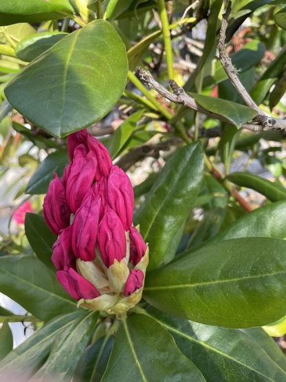I wrote Adon and Blossom is full and nearly ready to open. It's a bright fuchsia color.