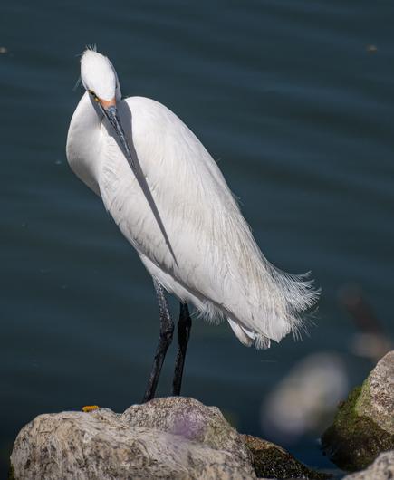 A Snowy Egret standing on a rock with water behind it on a sunny day.  The all white bird, with long legs, and its long neck curled down to its body has its head turned to its left and the shadow of its long bill on its white body makes it look like an extra long bill.  One part of its yellow feet can just be seen over the edge of the rock.  White loose plumes curl up from the end of its body and wings.