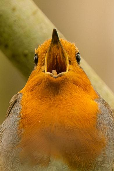 A close-up frontal view of a singing European Robin with its beak wide open. In the background is a single slanted, blurred branch.