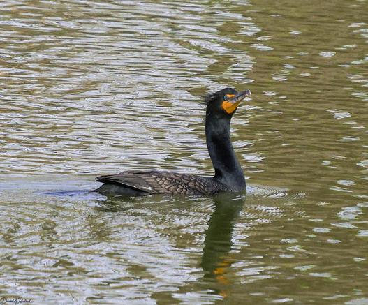 Dark bird with turquoise eye, yellow throat, and long hooked bill, floating on a pond