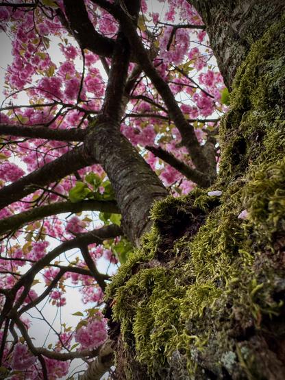 Moss covered trunk of an old cherry tree with the flowering pink branches in the background.