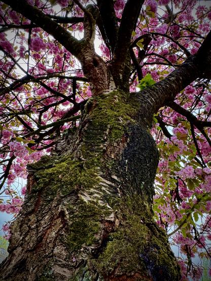 Moss covered trunk of an old cherry tree with pink, flowering branches in the background.