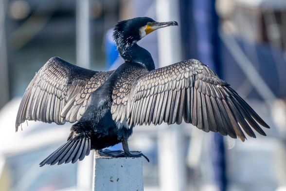 Kormoran trocknet