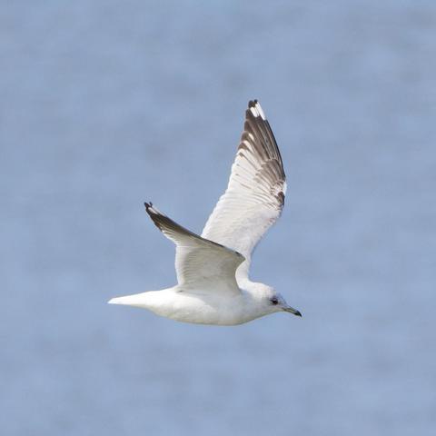 eine kleine, größtenteils weiße Möwe (Lachmöwe im Winterkleid?) im Flug