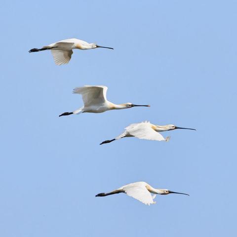 vier Löffler im Flug