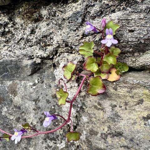 A closeup shot of small little purple and yellow flowers growing in the seams of a stone wall. The flowers have an unusual bug-eyed shape and ivy-like three-lobed leaves