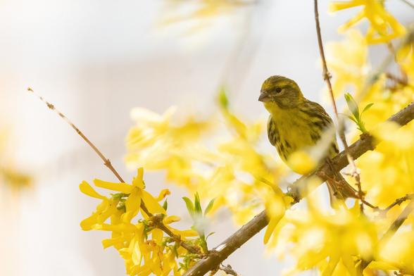 Girlitz in einem Forsytienstrauch