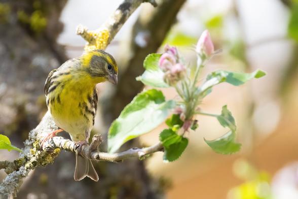 Girlitz auf einigen Apfelblüten.