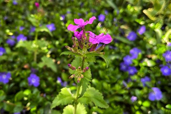 Two vibrant, magenta-colored lunaria plant flowers atop their tall stems with serrated, arrowhead-shaped leaves and other unopened flower buds, with a mass of green vinca vines near the ground with purple-blue flowers blurred in the background in dappled afternoon sunshine.