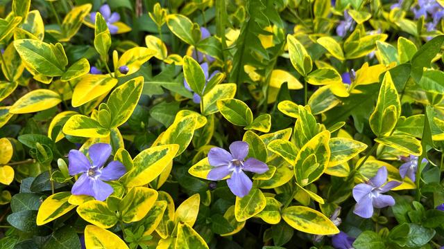 A profusion of vibrantly-colored, variegated green- and yellow-leafed vinca vines with five-petaled, dusty purple-blue flowers covering the ground in a garden bed in the afternoon shade.
