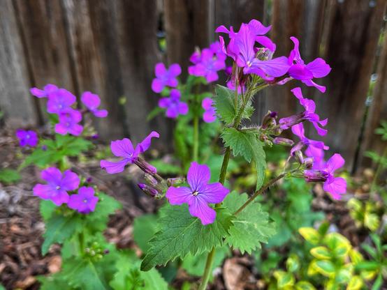 A larger cluster of lunaria plant flowers — each four-petaled and vibrant magenta in color — blooming at the tops of green stems with serrated, arrowhead-shaped leaves, growing in front of a weathered wooden fence in dappled sunshine on a pleasant spring afternoon, with some hints of vinca vines growing near the ground blurred in the background.