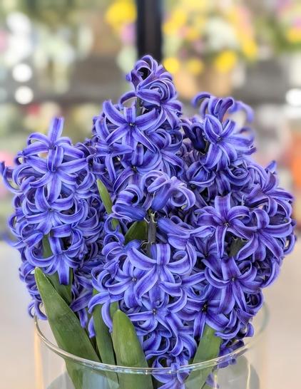 flower shop. close up of several purple Hyacinth bulbs in full bloom and a glass jar. The background is the stainless steel table. the jar is sitting on and the shop refrigerator full of flowers out of focus.