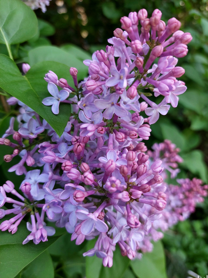 Clusters of lavender colored lilac blooms just opening against out of focus middle green foliage