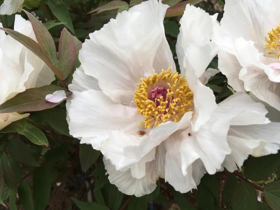 White tree peony flowers; a fallen cherryblossom's petal