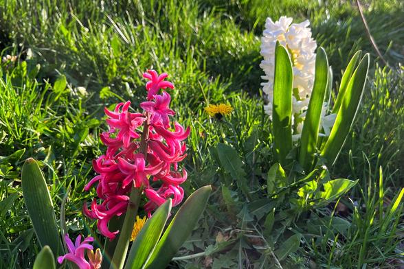 A pair of hyacinth plants in full bloom in the evening sun — one with bright pink flowers and one with white flowers — glowing around their edges from the sun’s backlighting and growing among green grasses and a few dandelions.