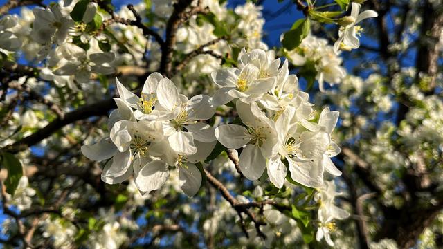 Looking upward into a crabapple tree full of fragrant clusters of white blossoms on the ends of their stems, with small, green leaves emerging from the stems as well, glowing gently in the evening sun with deep blue sky peeking through the spaces in between the branches.