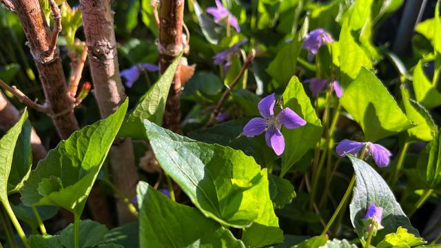 Small, delicate, purple violets in bloom among their deep green, heart shaped leaves, with interesting bits of light and shadow as the evening sun shines across the container they’re growing in, illuminating the plants mostly from the right side.
