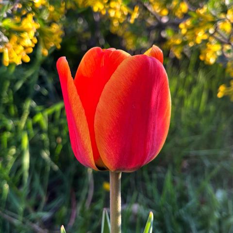 A single, cup-shaped tulip flower somewhat backlit in the evening sun, its edges catching the light and causing its orange-red coloring to glow. Green grasses and stems of a yellow-flowered currant shrub are blurred in the background behind the tulip.