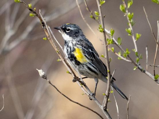 Yellow-rumped warbler on tree branch with small buds