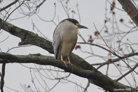 One of a pair of Black-crowned Night Herons perched in a tree. Possibly setting up shop...