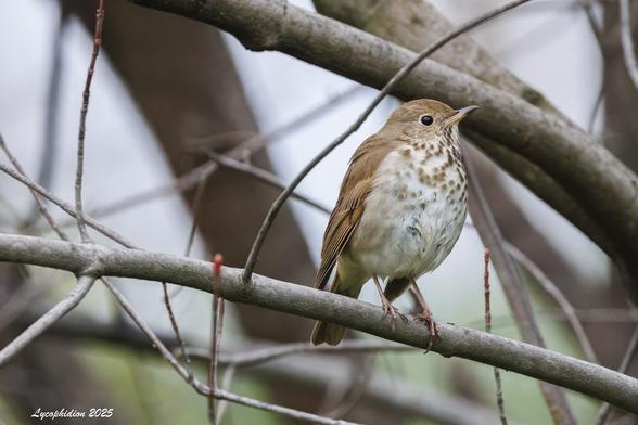 Hermit Thrush perched on a twig, one of several present.