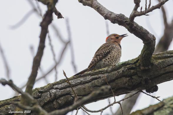 One of several Northern Flickers present, flying from branch to branch and calling loudly