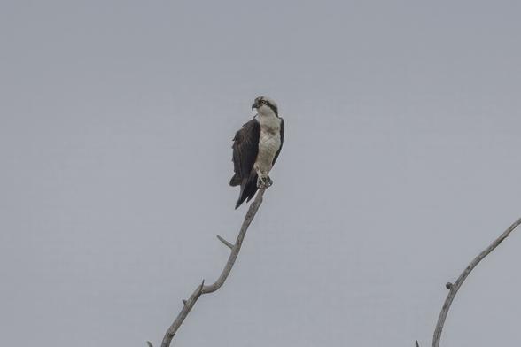 Osprey perched on a snag at nearby Willow Pond