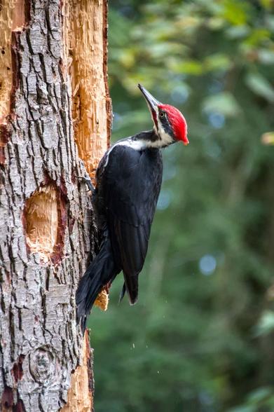 A pileated woodpecker searches a dead tree for choice insects