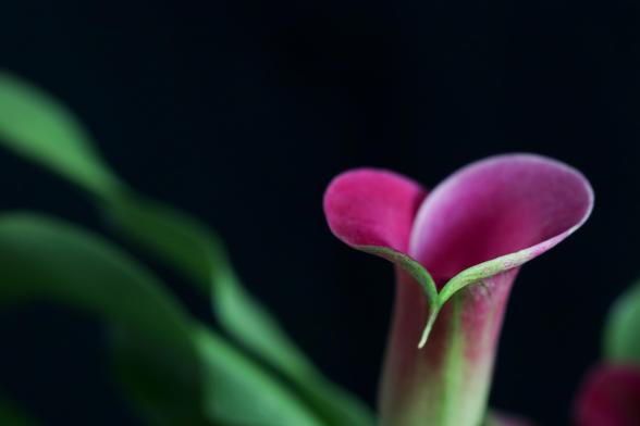 Photo of a deep pink calla lily--given the angle of the photo, the funnel-like petal form a heart shape at its opening.