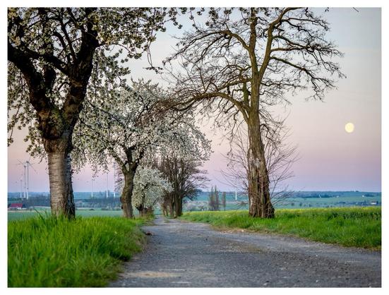 A serene country road lined with flowering trees leads into the distance, with a full moon visible against a soft pastel sky. Wind turbines and grassy fields are seen in the background, creating a peaceful rural scene.
