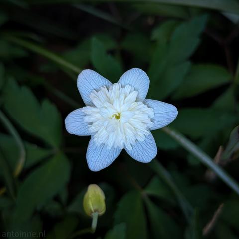 A single, delicate wood anemone flower in bloom. The flower has six petals that are a pale, almost white color with delicate, light blue or violet veining running along their length.